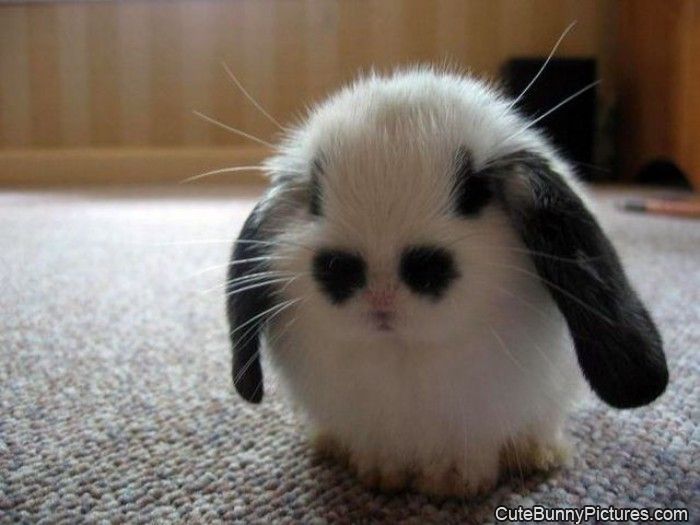 Sad_Bunny.jpg