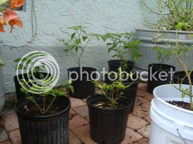 pepperplants009.jpg