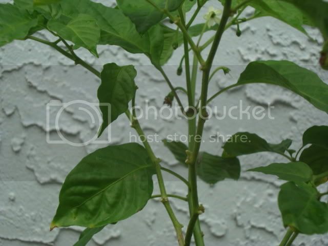 pepperplants008.jpg