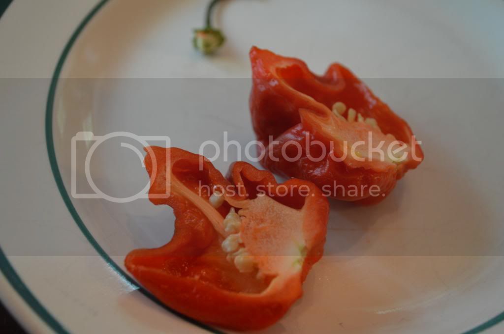 peppers027.jpg
