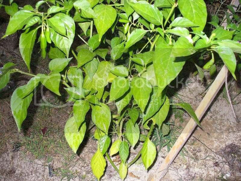 pepperplant003.jpg
