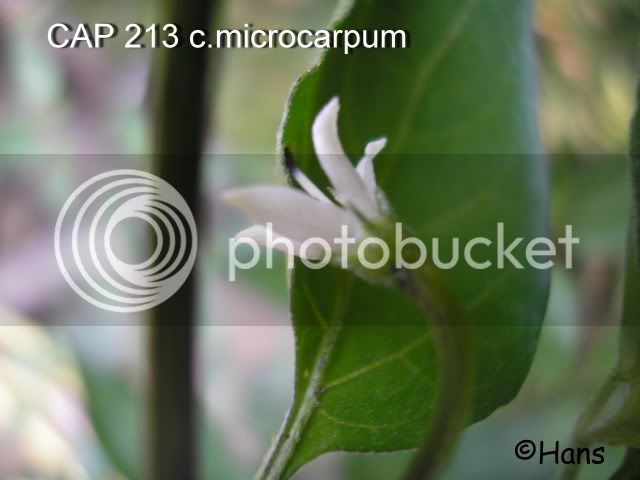 CAP213acmicrocarpum.jpg