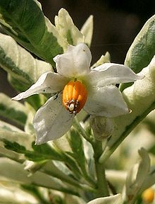 220px-Solanum_pseudocapsicum3.jpg