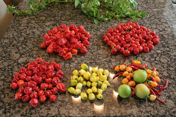 10-29-09-produce-including-peppers-and-limes.jpg