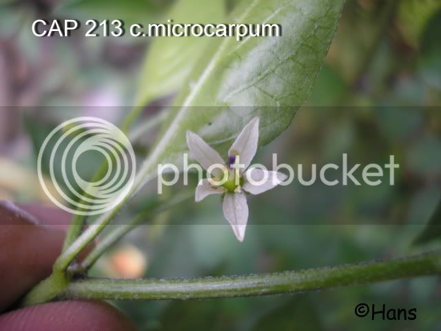 CAP213cmicrocarpum.jpg
