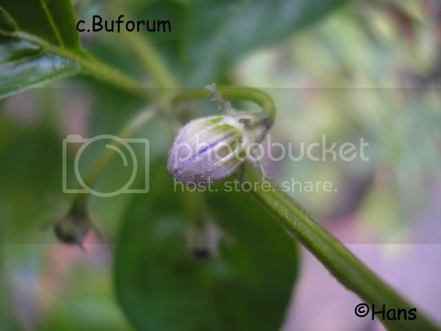 buforumflower.jpg
