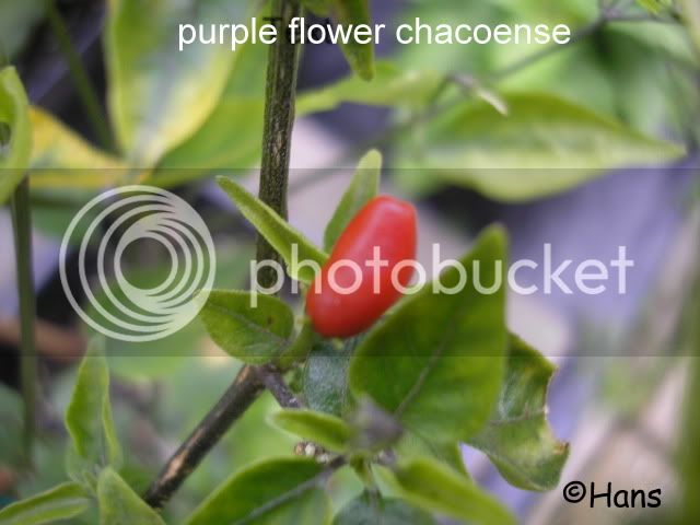 purpleflowerchaco1-1.jpg
