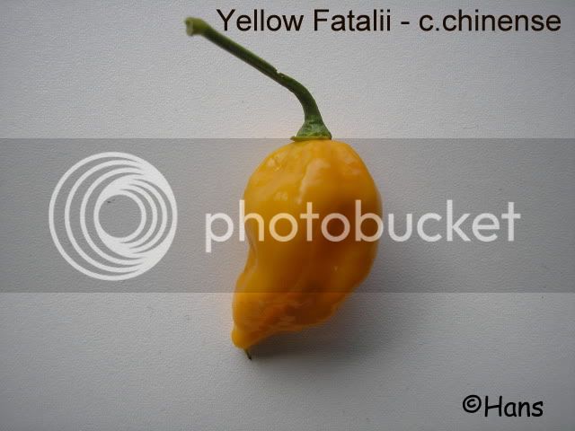 yellowfatalii-1.jpg