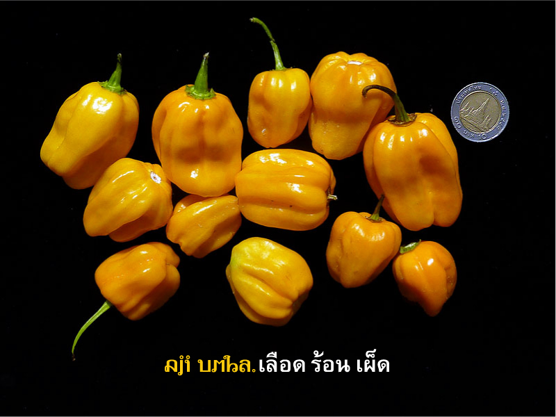 Aji-Umba-peppers_1010081.jpg