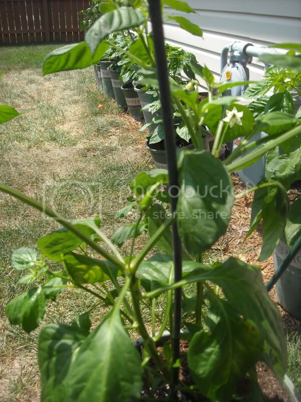 peppers015.jpg