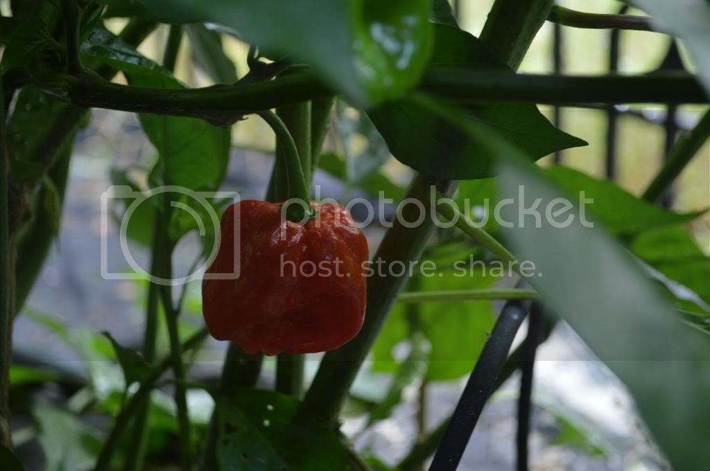 peppers015.jpg