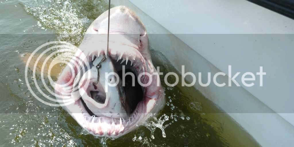 here-is-a-picture-of-a-shark-inside-a-shark_zpse03f6d4f.jpg