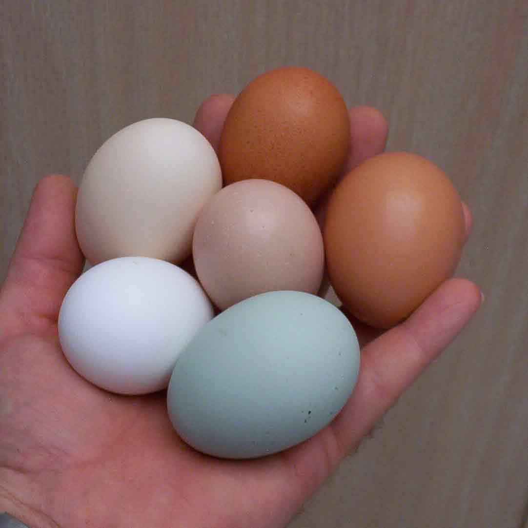 6-color-eggs.jpg