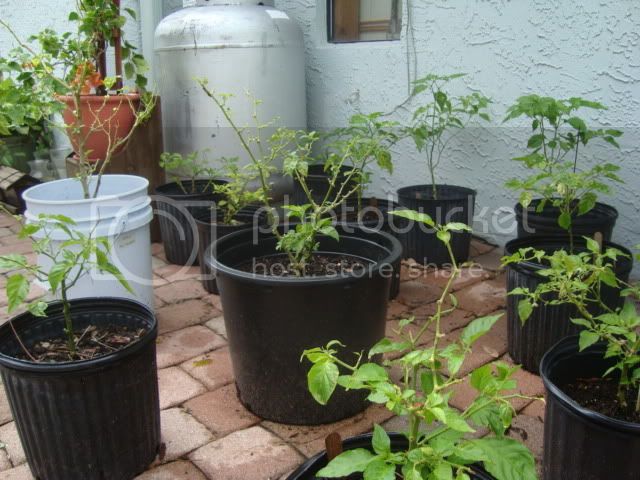 pepperplants001.jpg