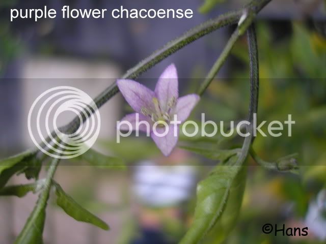 purpleflowerchaco-3.jpg