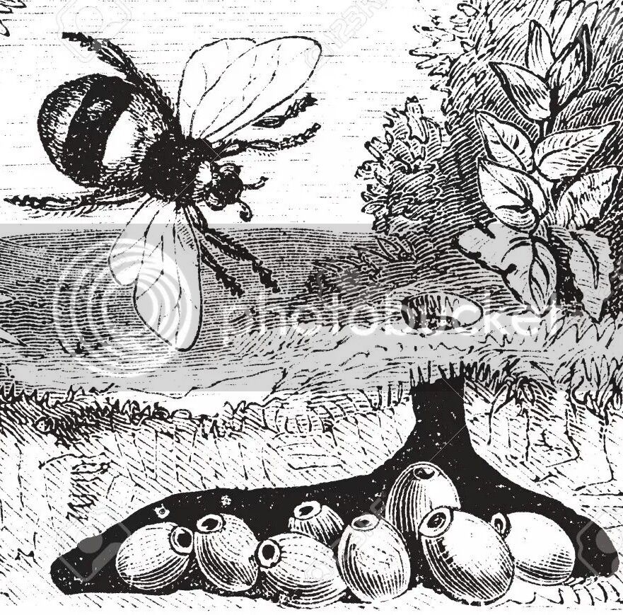 13771611-Bombus-terrestris-also-known-as-buff-tailed-bumblebee-bumblebee-nest-vintage-engraved-illustration-o-Stock-Vector-1_zpsz31pk194.jpg