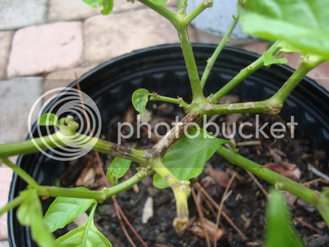 pepperplants002.jpg