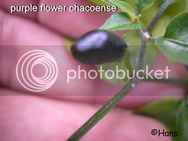 purpleflowerchaco-2.jpg