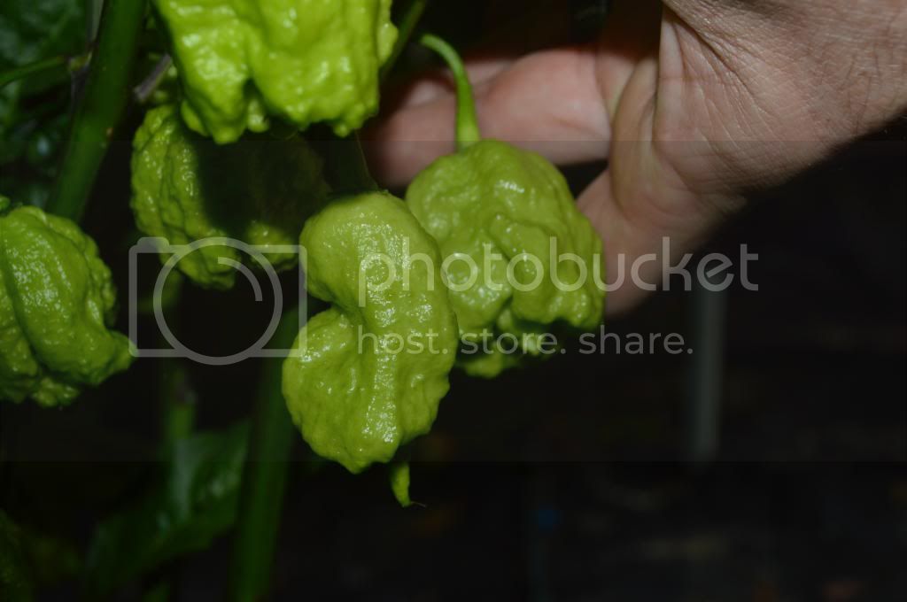 peppers011.jpg