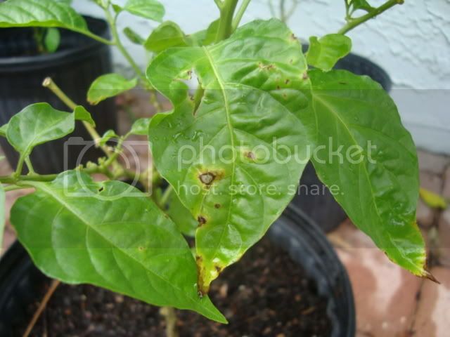 pepperplants003.jpg