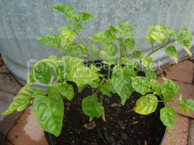 pepperplants004.jpg