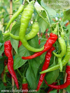 lombardo-pepper-plants.jpg