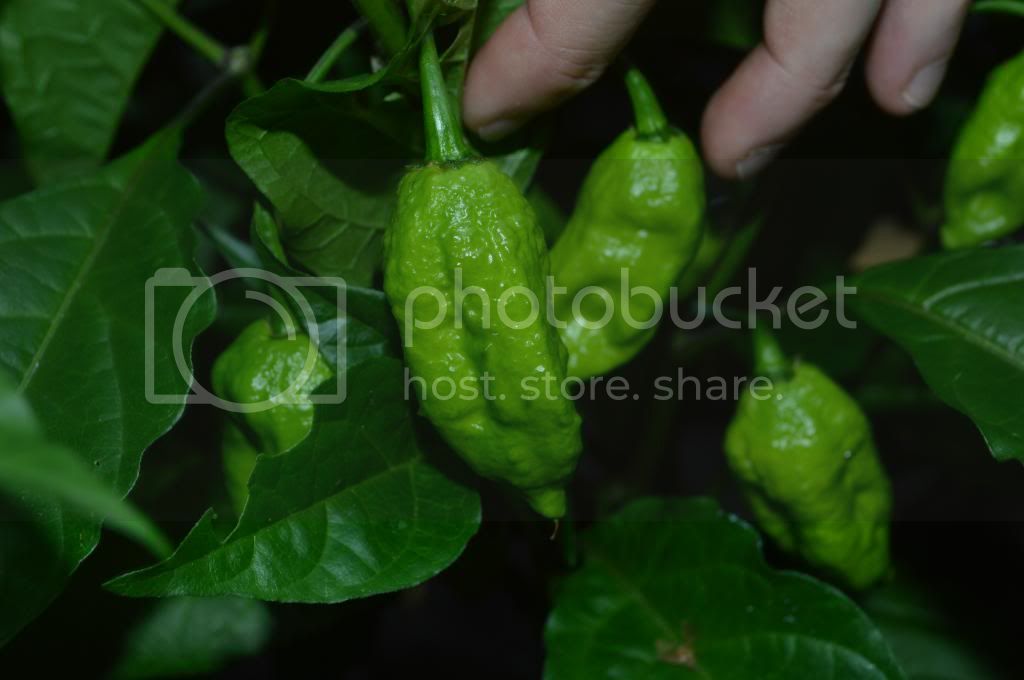 peppers010.jpg