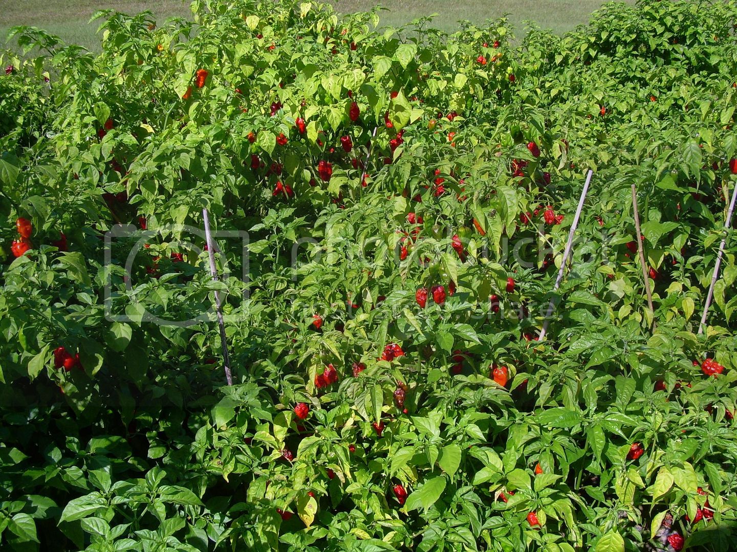 Chiliplants6.jpg