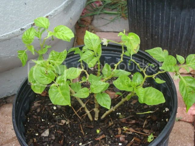 pepperplants010.jpg