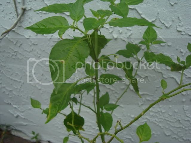 pepperplants007.jpg