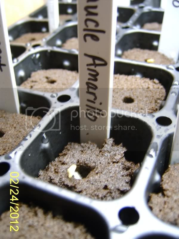 ChilhuacleAmarillosprouting2-25-12.jpg