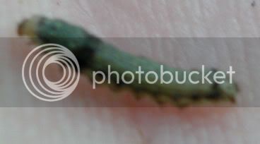 caterpillar1.jpg