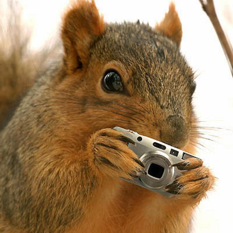 squirrel-spy.jpg