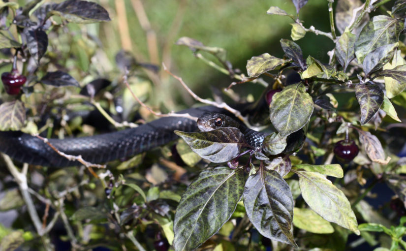 snakes-on-a-plant-02-825x510.jpg