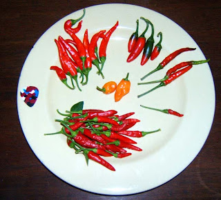 peppers80907.jpg