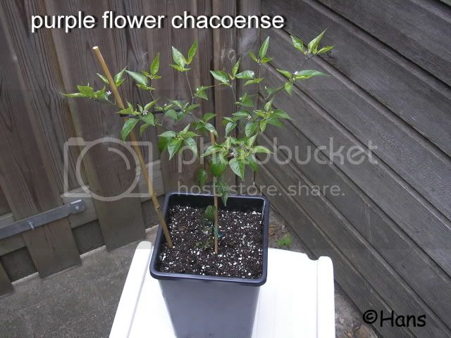 purpleflowerchaco-1.jpg