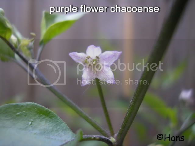 purpleflowerchaco1.jpg