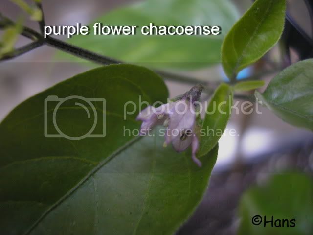 purpleflowerchaco2.jpg