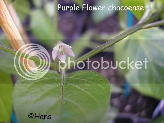 purpleflowerchacotext.jpg