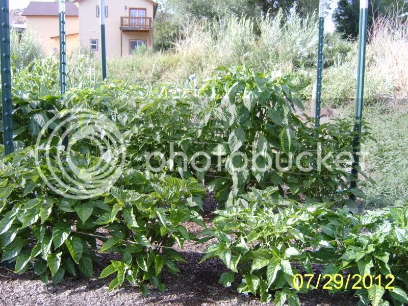 Pepperplants7-29-12.jpg