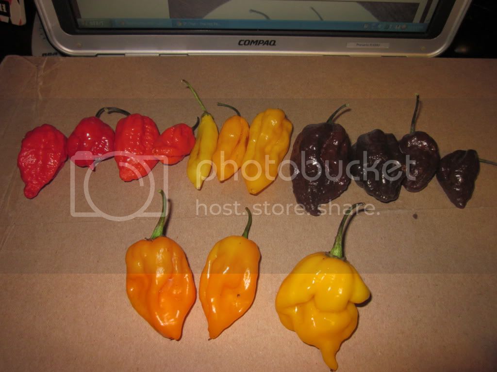 peppers002.jpg
