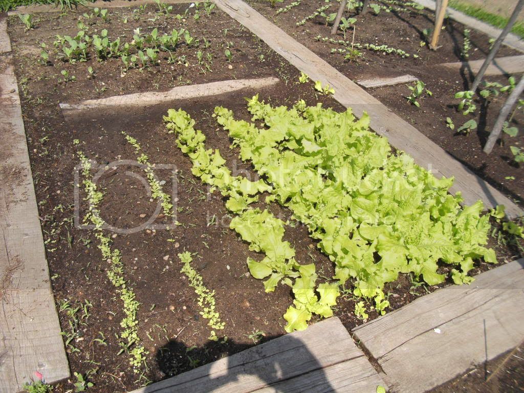 lettuce520.jpg