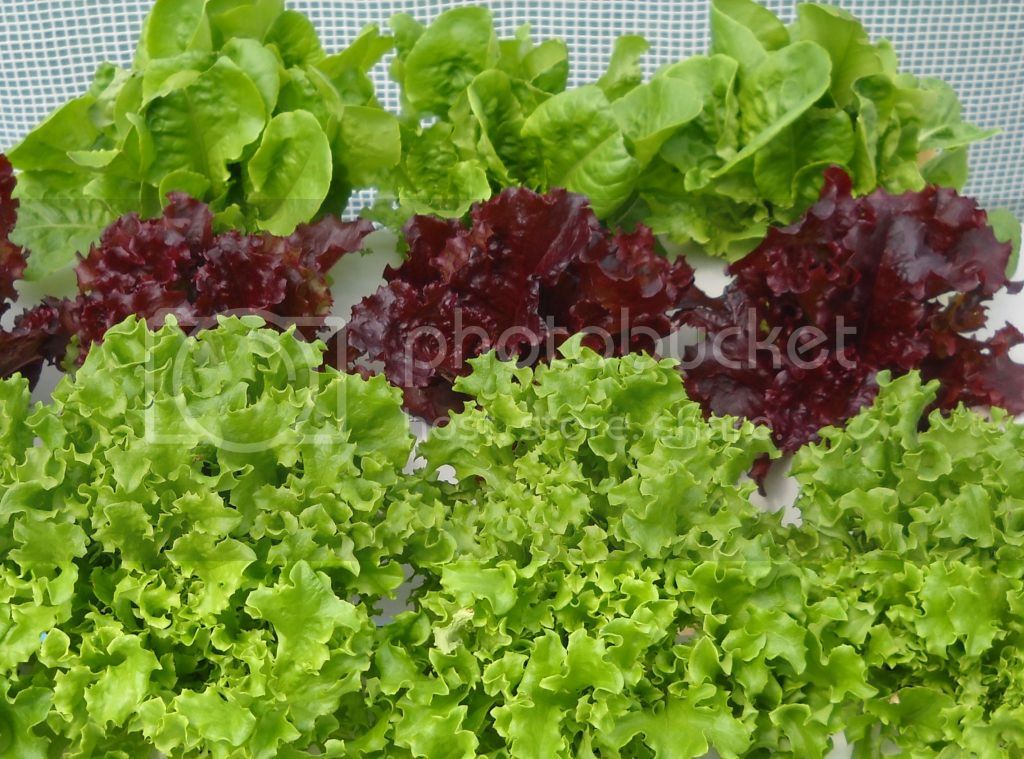 Beauty-Lettuce300dpi.jpg