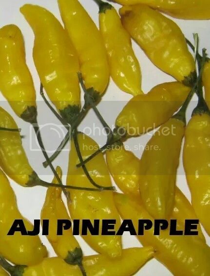 Aji-Pineapple-Pepper-display-view-in-centimeters_zpsacaf1abb-1_zpshwt2wgh6.jpg