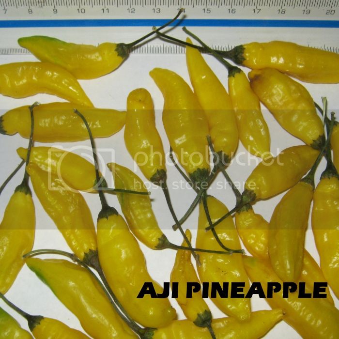 Aji-Pineapple-Pepper-display-view-in-centimeters_zpsacaf1abb.jpg