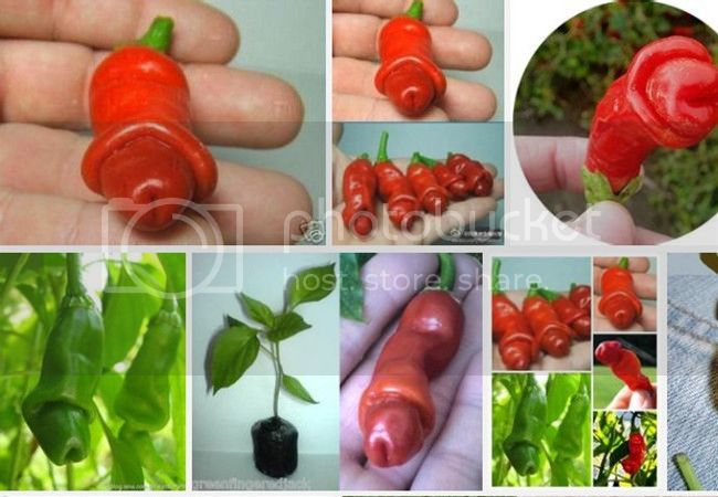 Vegetables-and-fruit-seeds-Penis-Chill-Red-Hot-Peter-Pepper-seeds-The-most-funny-peppers-Bonsai_zpsfa5b6c45.jpg