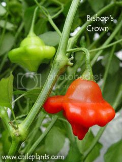 bishops-crown-pepper-plants_zps5d9e66a4.jpg