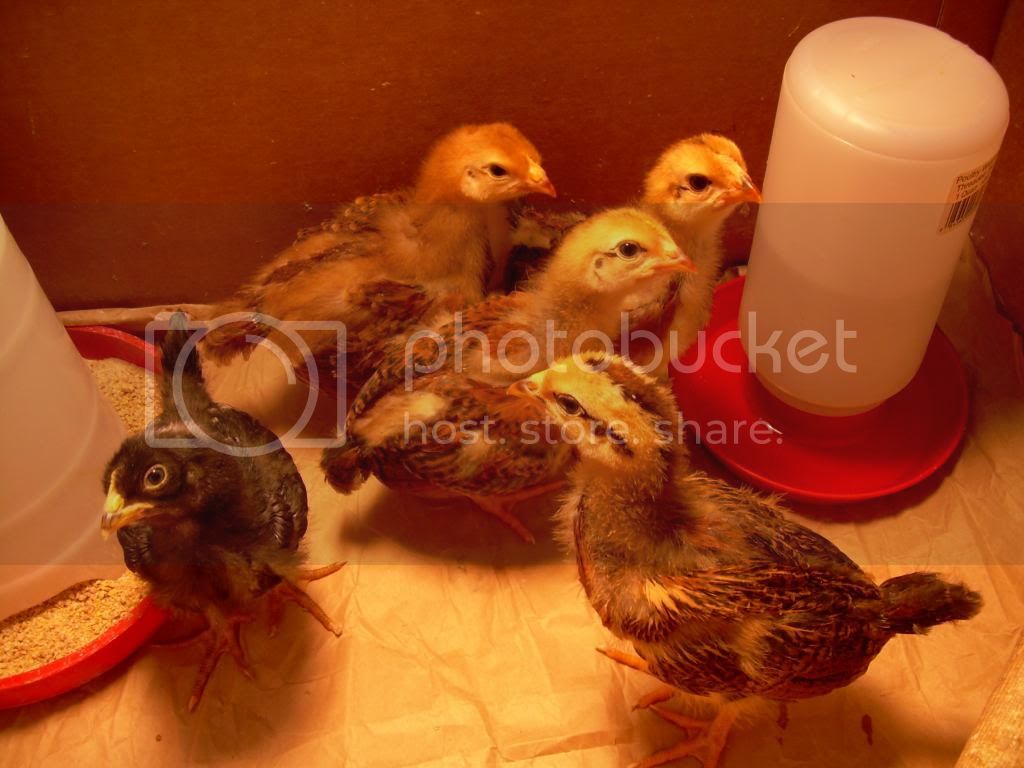 Chicks7-17-10.jpg