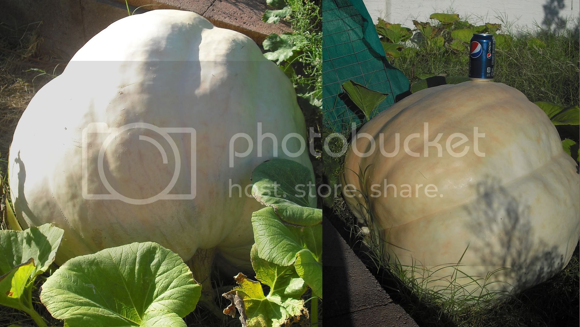 GiantPumpkin.jpg