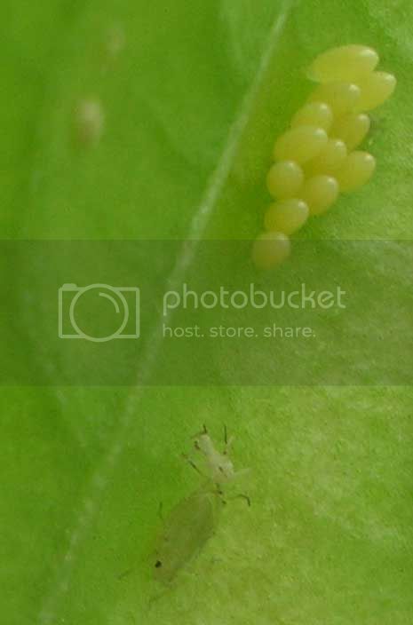 ladybug-eggs-with-aphid02.jpg